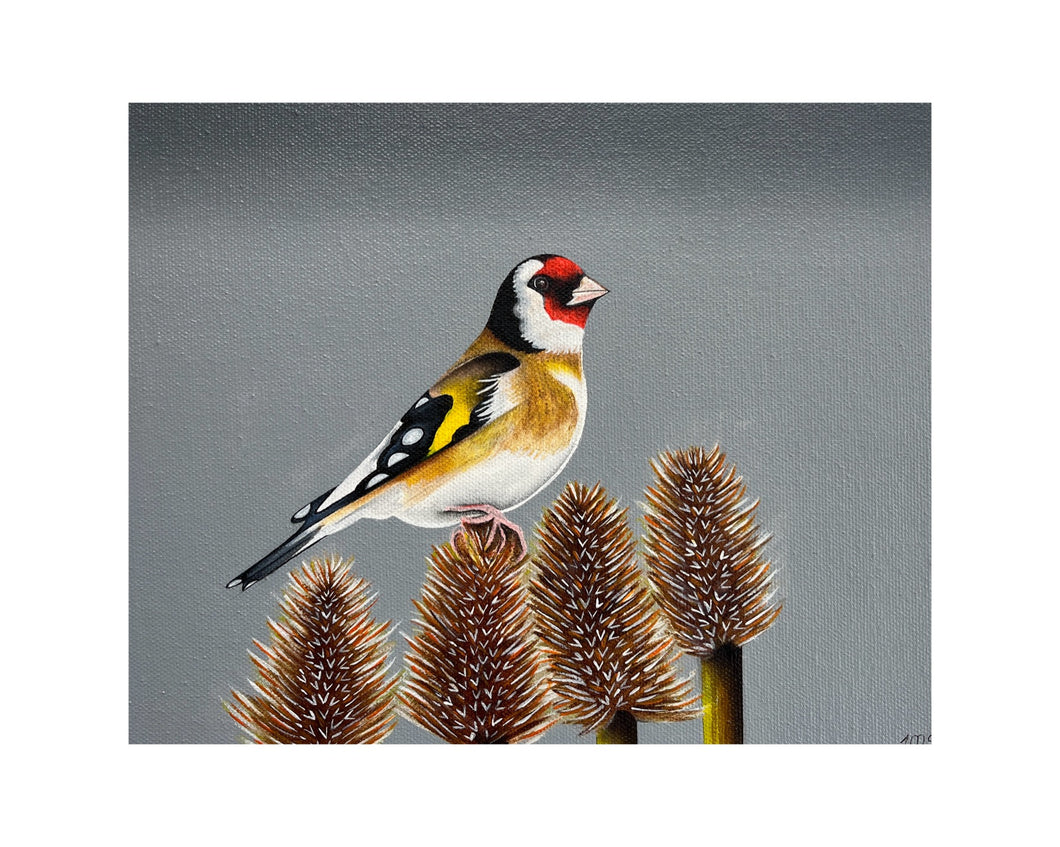 Goldfinch resting on a teasel 2