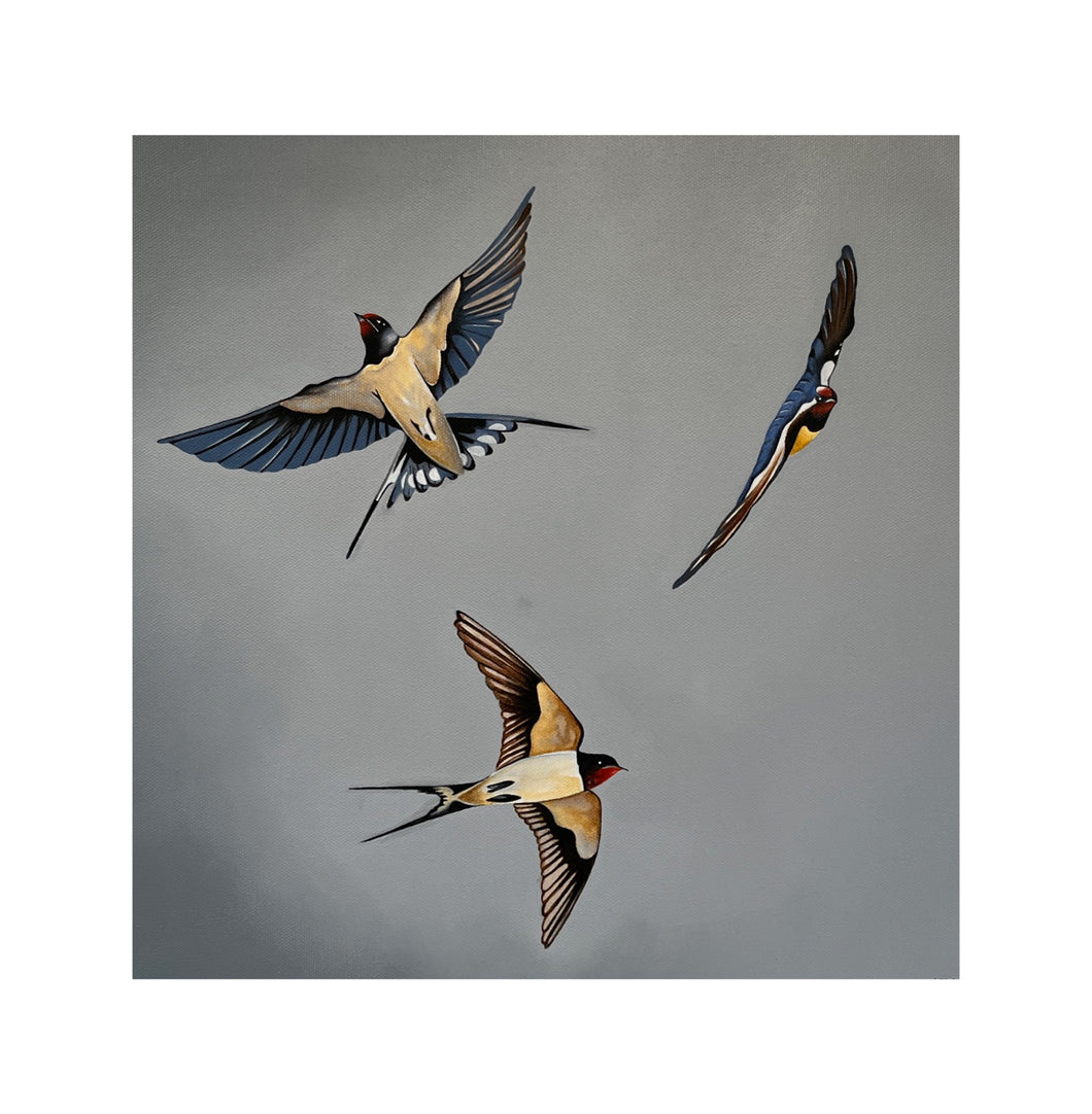 3 Swallows