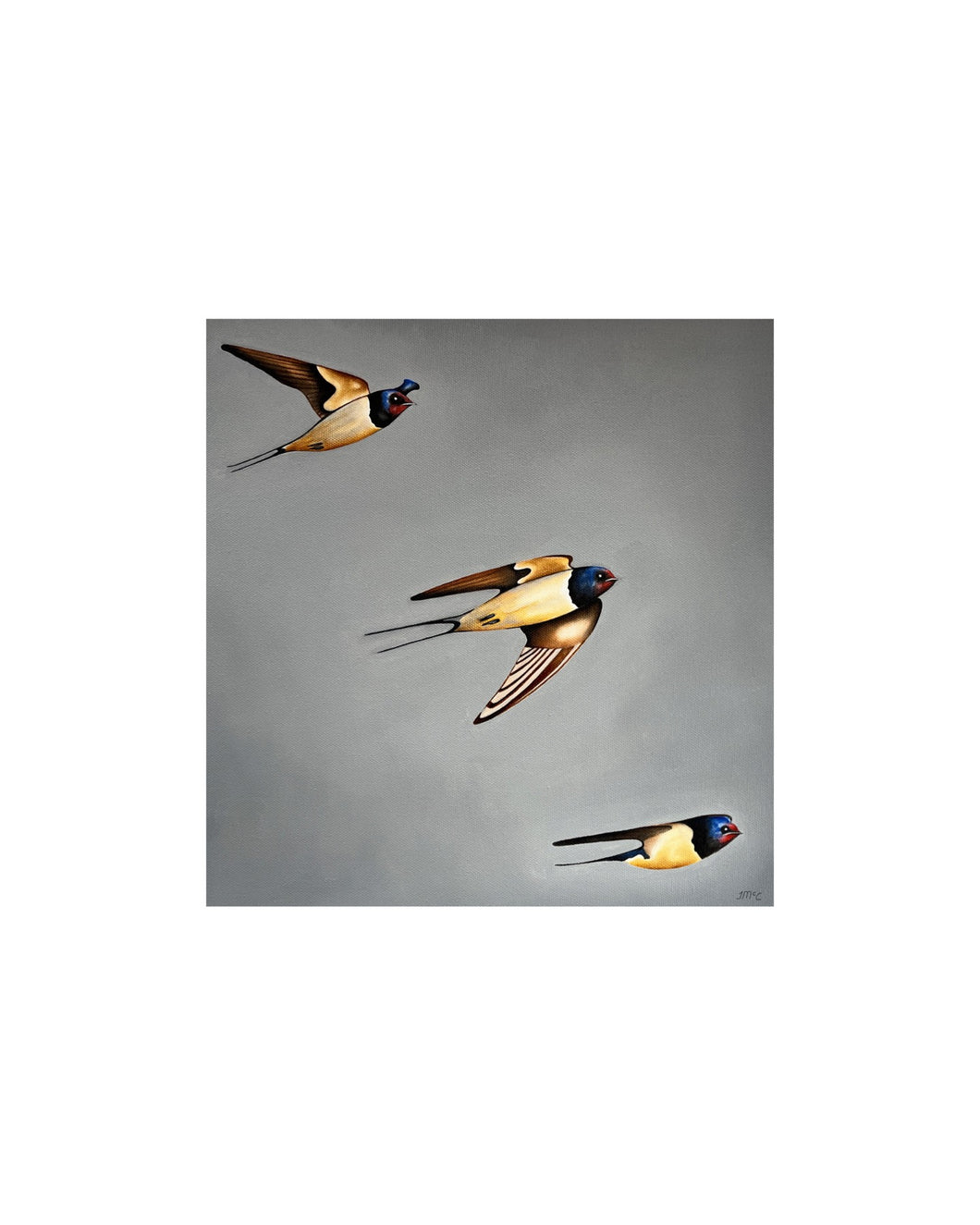 Swallows: Mid-flight