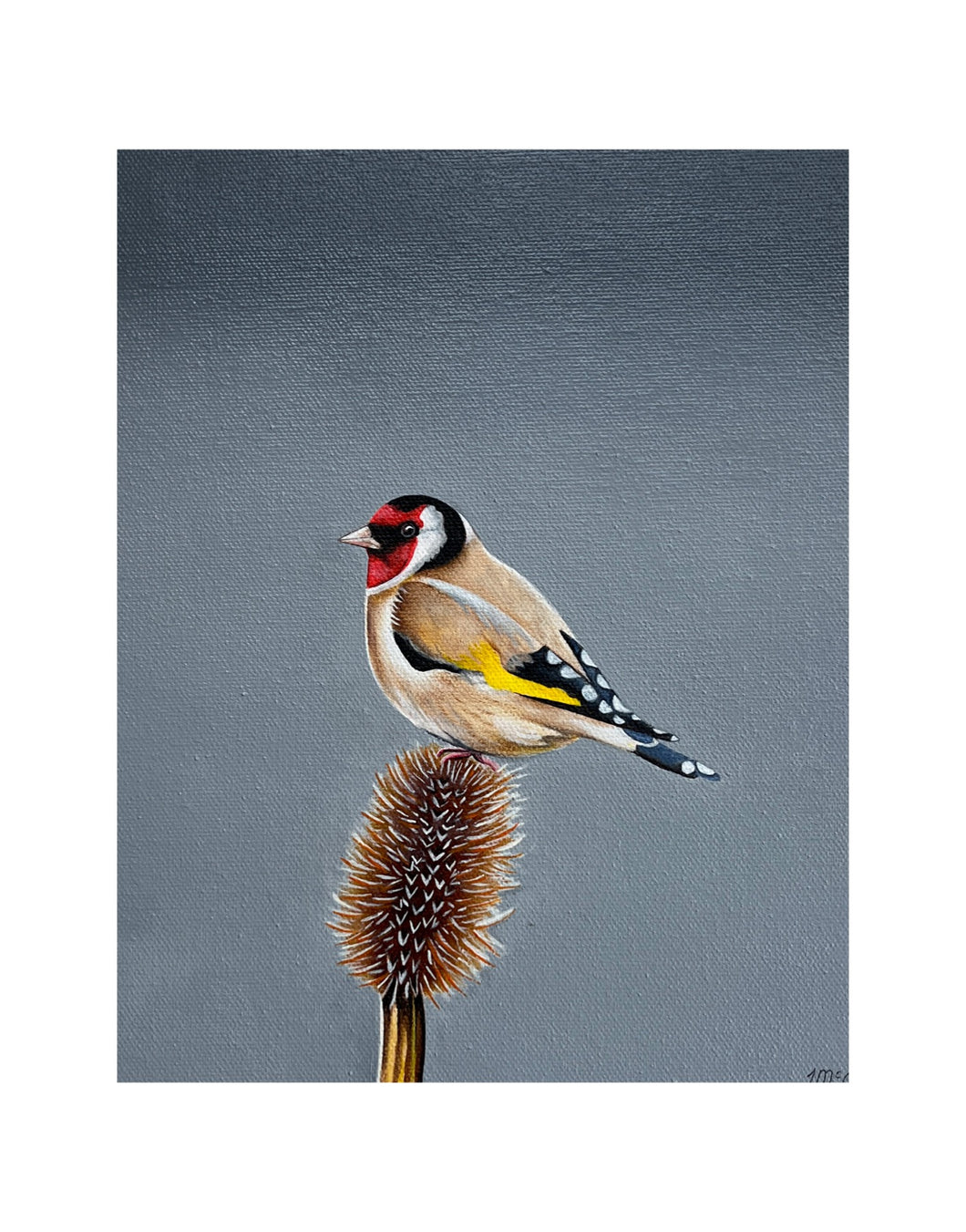 Goldfinch resting on a teasel