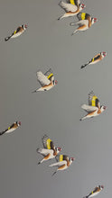 Load and play video in Gallery viewer, A squadron of Goldfinches

