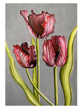 Load image into Gallery viewer, Red Parrot Tulips
