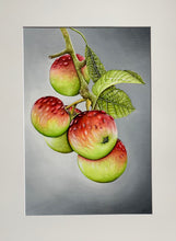 Load image into Gallery viewer, Red Apples
